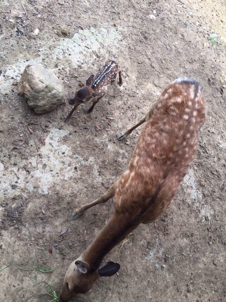 Ｈ28小鹿誕生 (1)