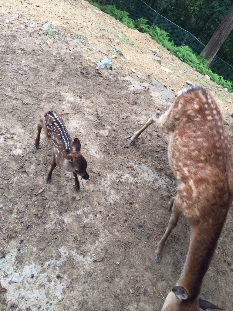 Ｈ28小鹿誕生 (2)