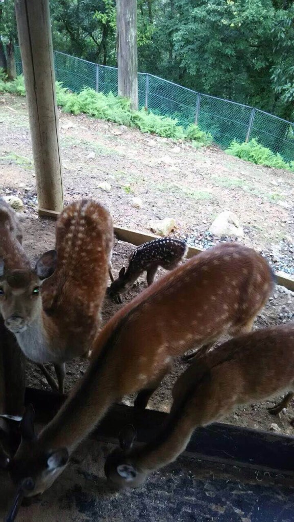 Ｈ28小鹿誕生 (3)